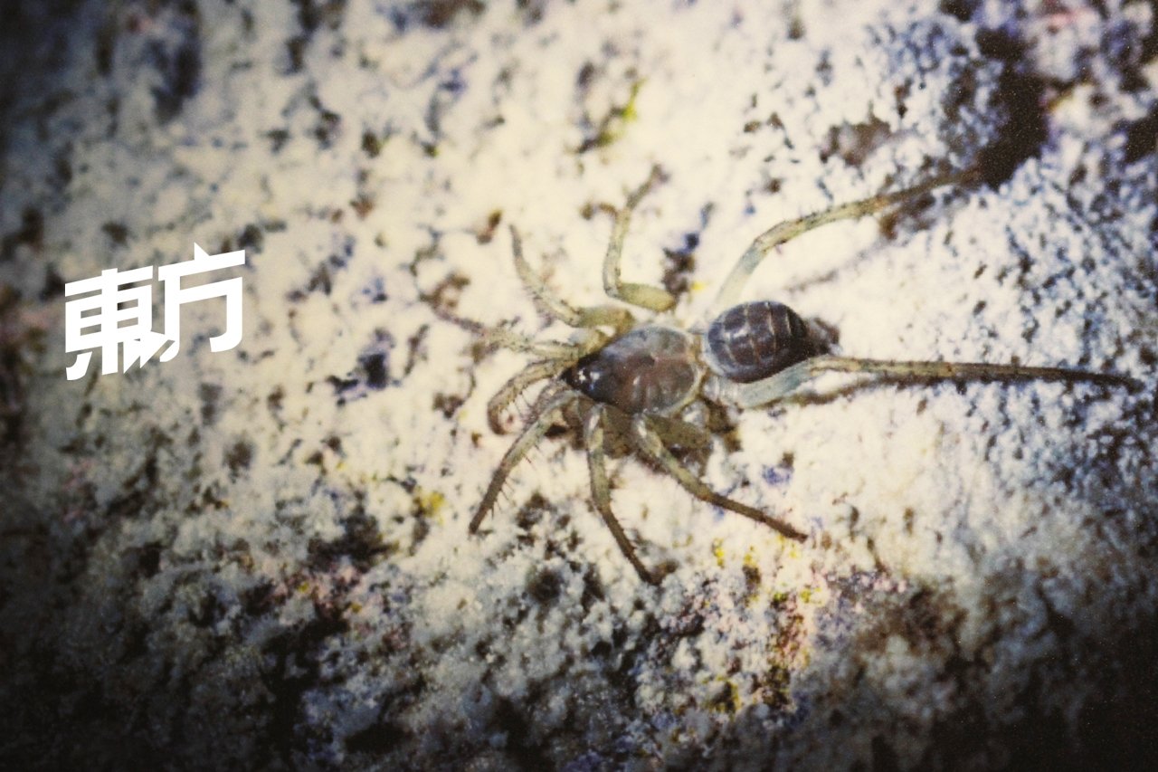 已被世界自然保护联盟列为“极度危险频临绝种动物”的活板门蜘蛛，目前仍可在拱桥山洞内寻获。