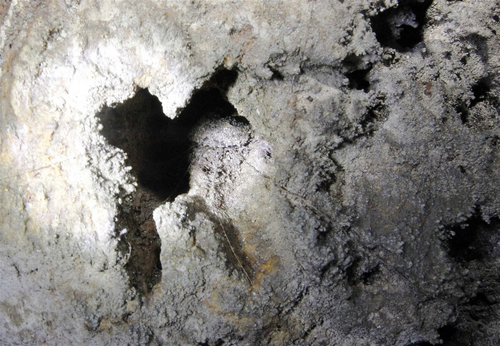 拱桥山洞内不难发现活板门蜘蛛筑巢的洞穴，一旦有猎物经过，活板门蜘蛛将迅速展开捕食行动。
