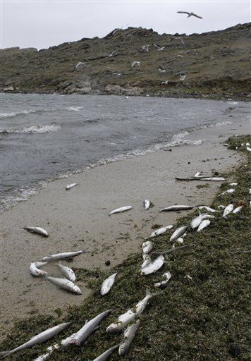 贝加尔湖现正面临严重的污染危机，许多鱼类死于污染。