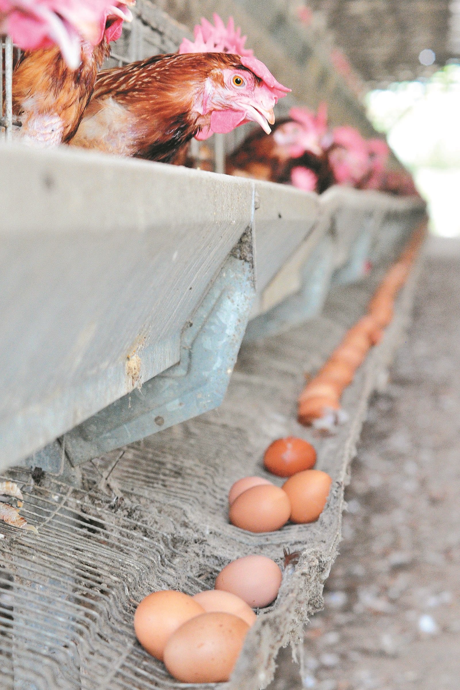 我国农场平均每天日产3000万颗鸡蛋，80％是供应本地市场，15％至16％是出口到新加坡或香港等地。（摄影：杨金森）