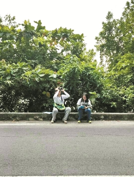 义工团队也会按照时间表，在公路上观察眼镜食叶猴的出没、过马路的习惯、以及记载它们的公路死亡率