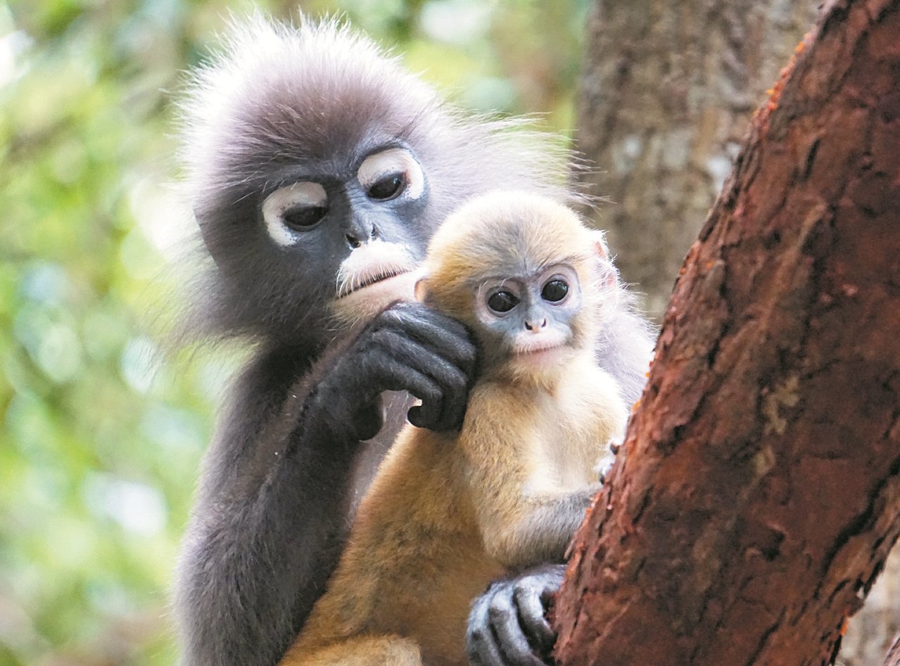 眼镜食叶猴的宝宝毛色呈金黄色，直到长大后就会变成黑色。