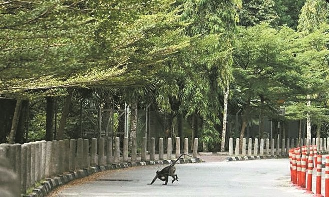 Langur Project Penang面子书专页经常上载眼镜食叶猴的生态照，这张描述它们如何铤而走险过马路。