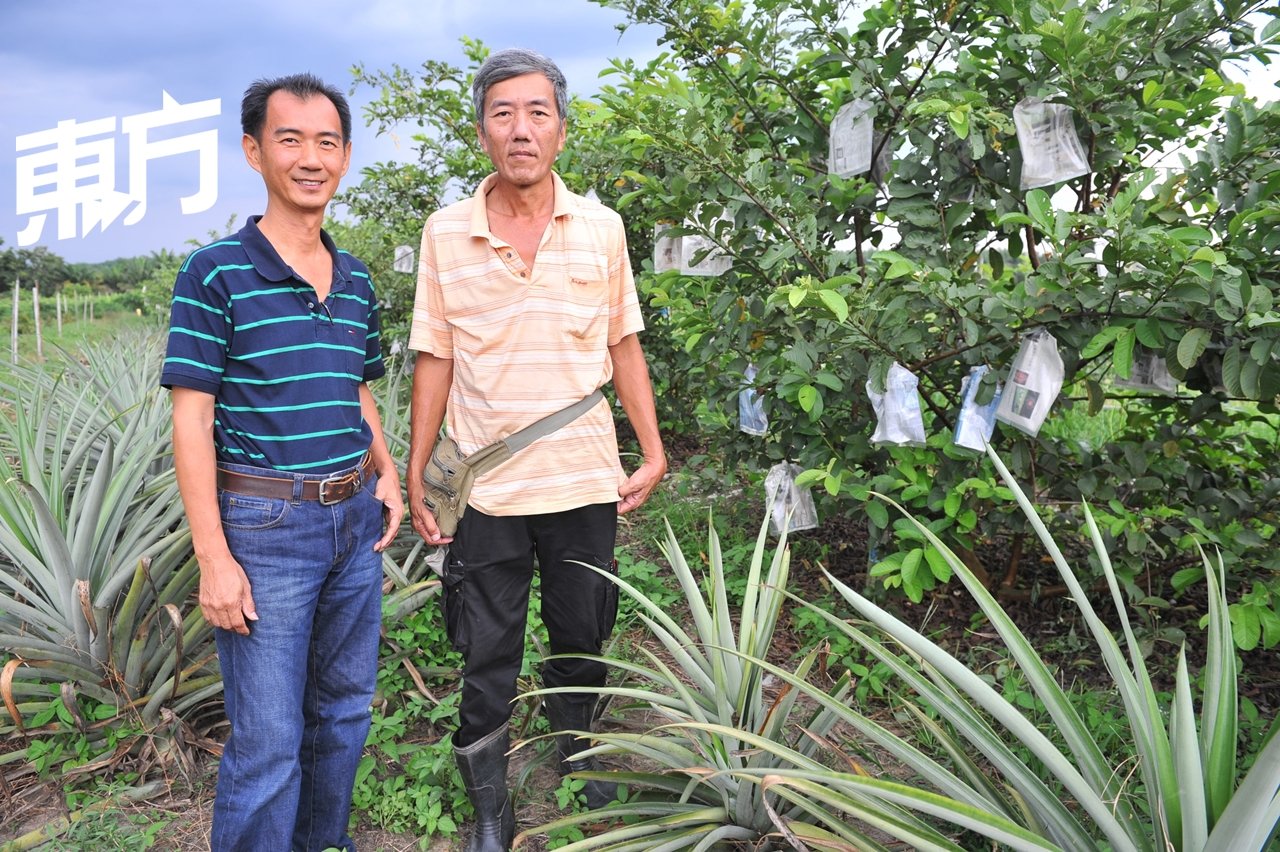陈汉强（左）及陈汉威在乌鲁雪兰莪新古毛的苏哈多垦殖区租下了1 2英亩果园，种满了番石榴、莎梨、香蕉、木瓜、火龙果和波罗蜜等！