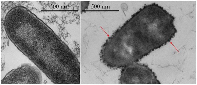 左图为细菌在地球的对照图，右图为太空实验组。太空中的细菌在细胞壁外生出外膜囊泡，免受抗生素攻击。。