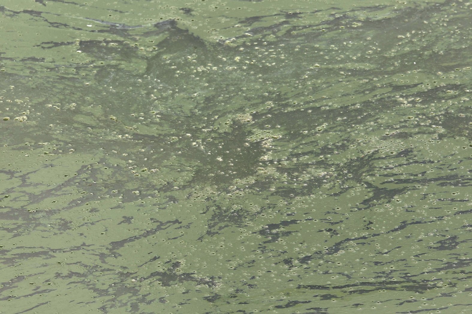水面上出现的一层绿色浮游物就是藻类，鱼塘内的巴丁鱼一般都会靠吸食这些藻类增加营养。