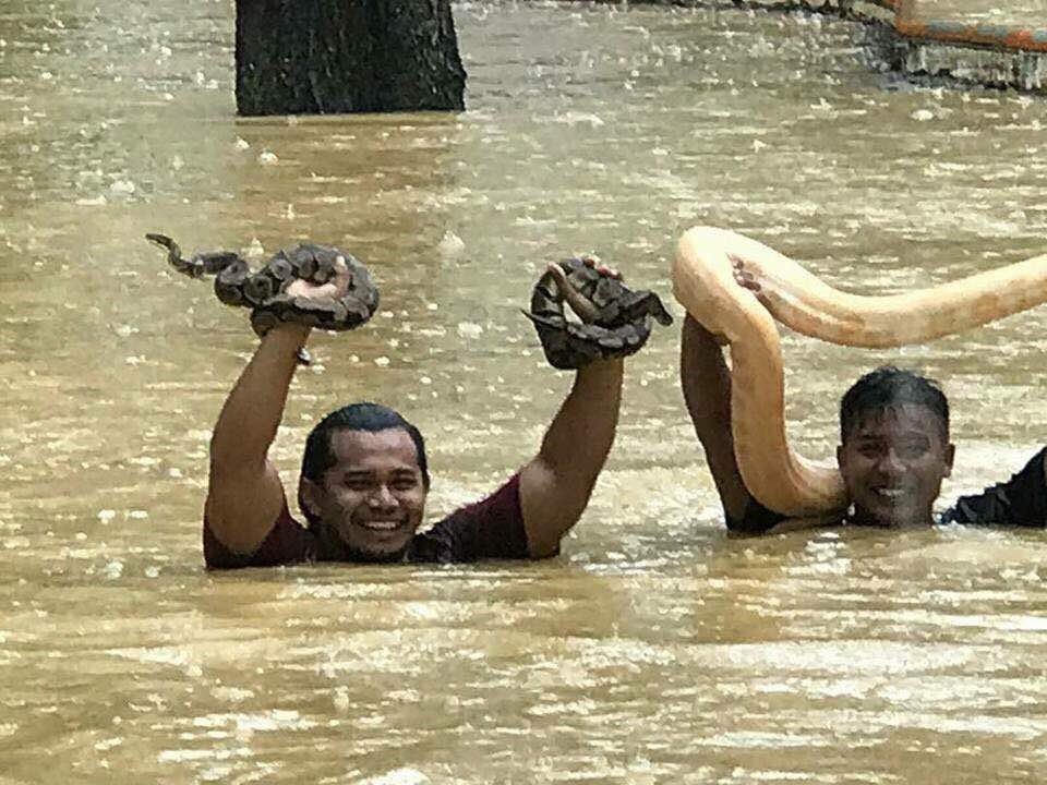 “不要怕，我会把你们送到安全的地方！”，水位越来越高后，玻璃市州峇株峇辖蛇园的员工忙著搬运蛇只“避难”。