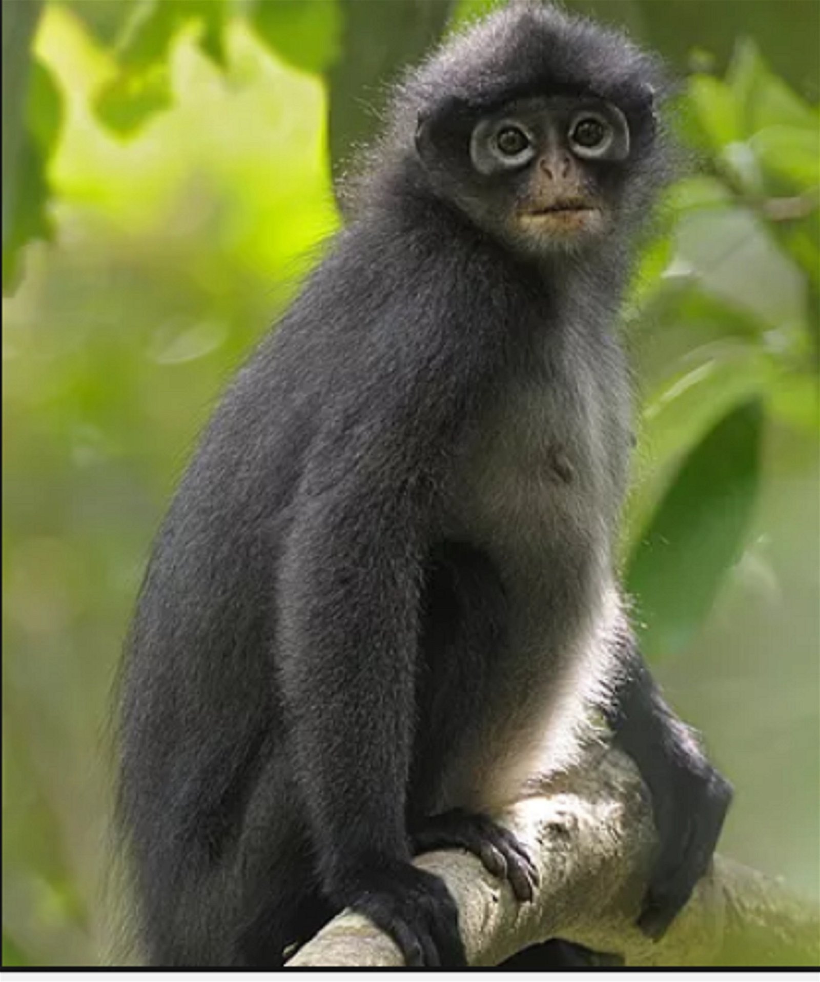 印尼叶猴被列为“极度濒危物种”，居銮、古来、哥打丁宜等树林有印尼叶猴的踪迹。
