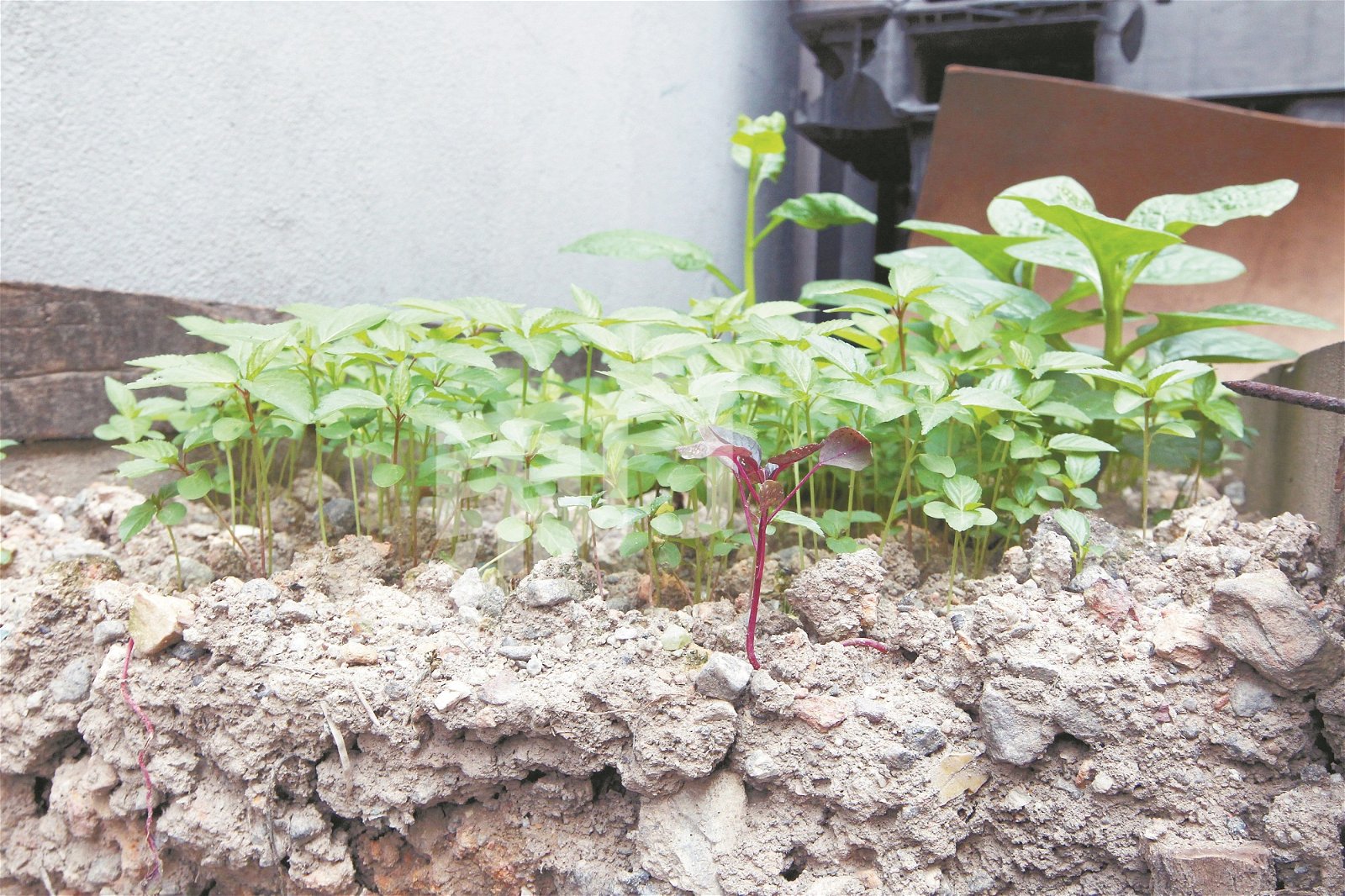 厂房外茂盛的蔬果是让Promise Earth发现骨头与植物生长关系的契机，因而开发出天然肥料。