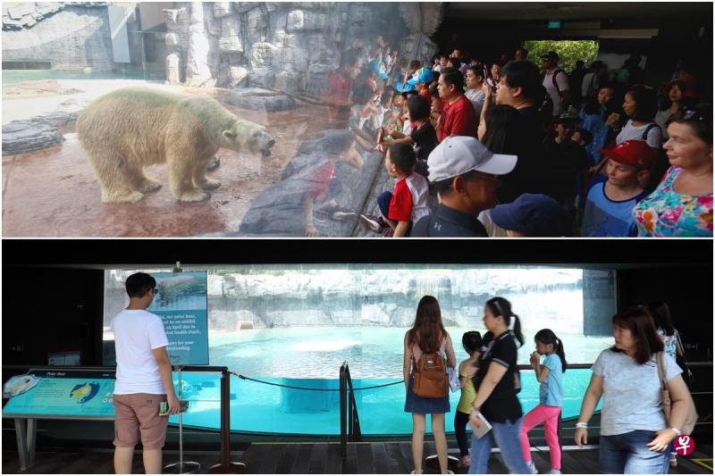 伊努卡的健康检查结果不理想，新加坡野生动物保育集团最后忍痛于周三让伊努卡“安乐死”。