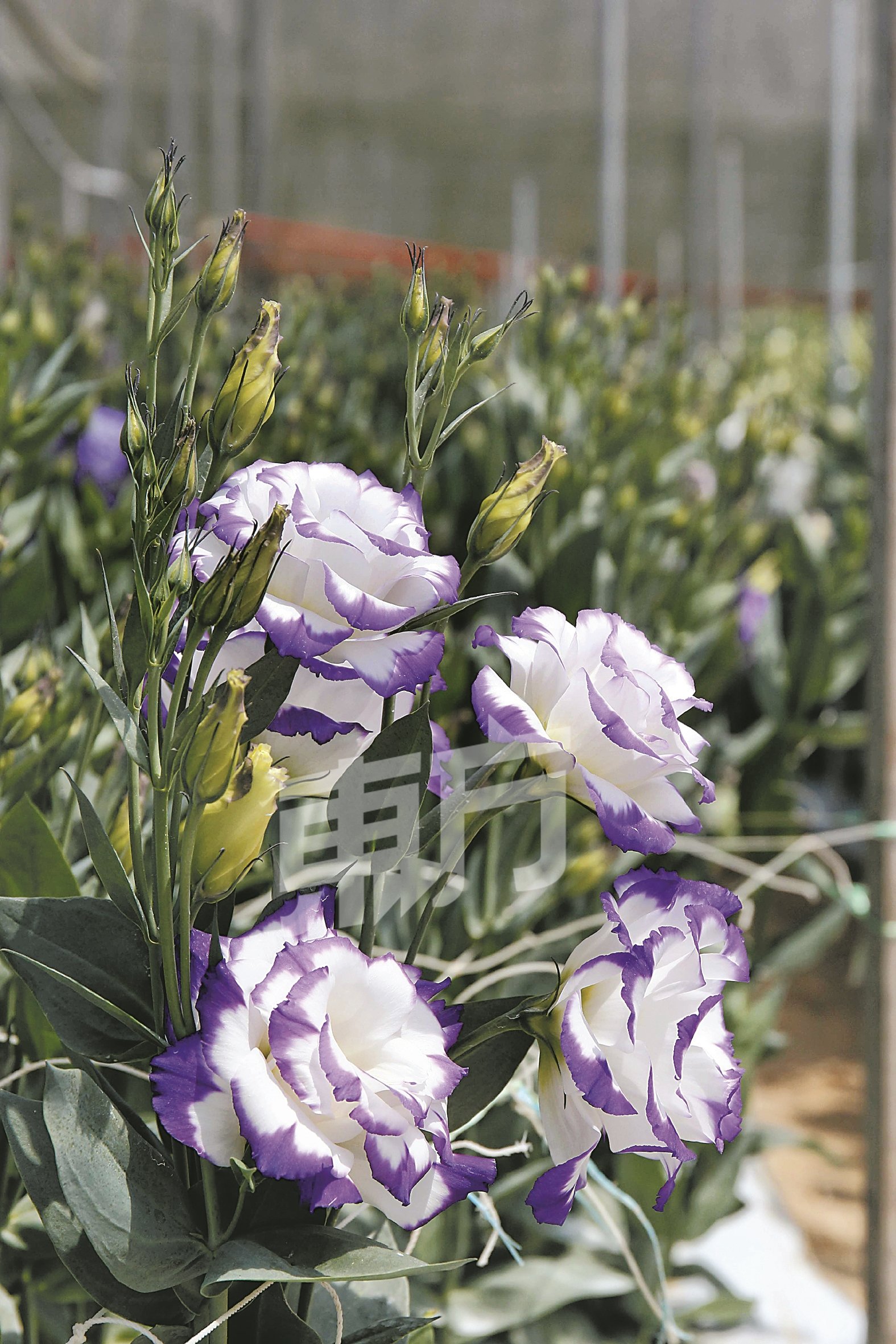 颜色内白外紫的洋桔梗虽看似特别，但基于花色抢眼，不适合用在插花，所以花店都会比较少用。