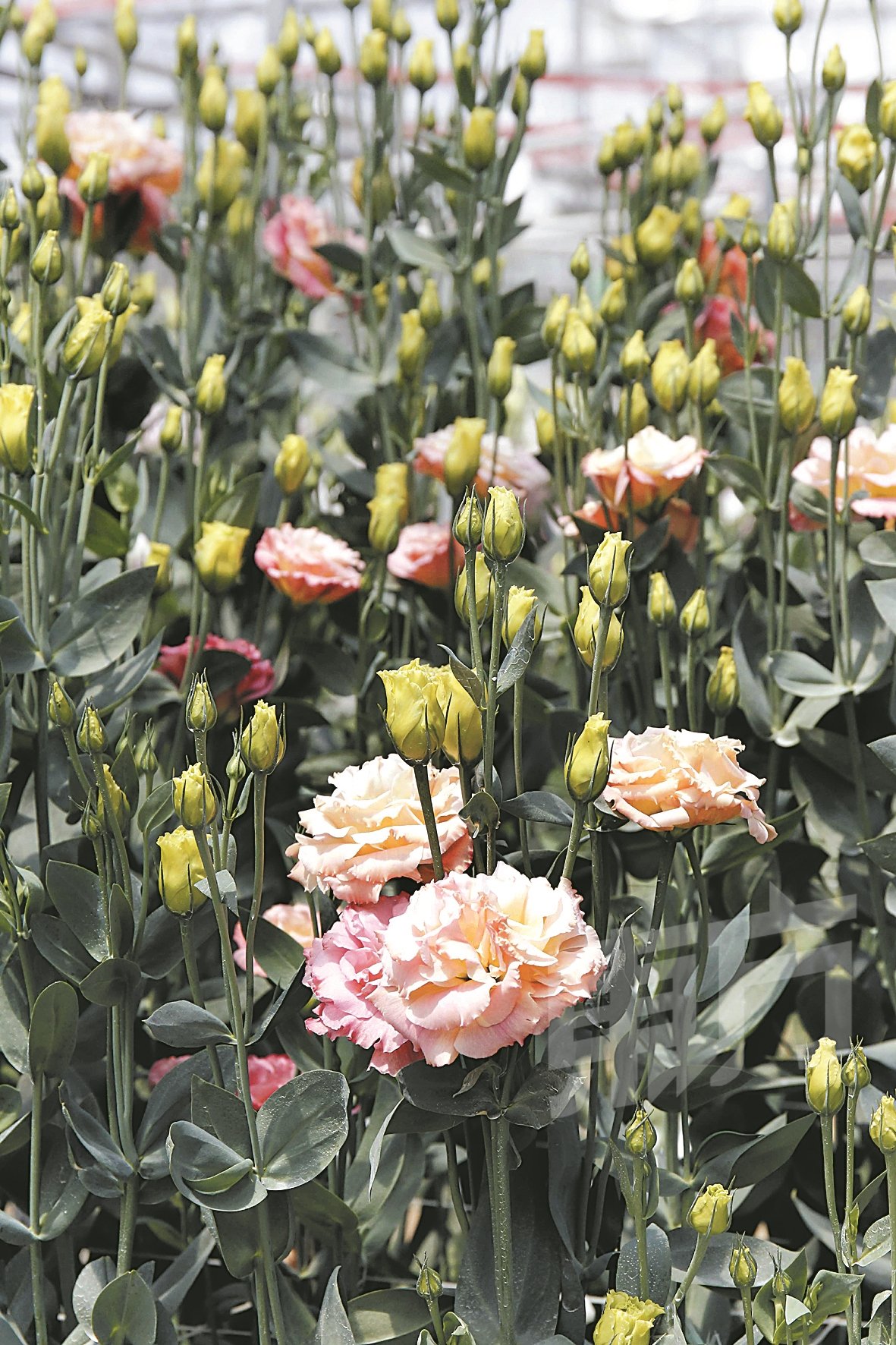 粉色系的洋桔梗最受大众欢迎，无论用作插花或手捧花都非常吃香。