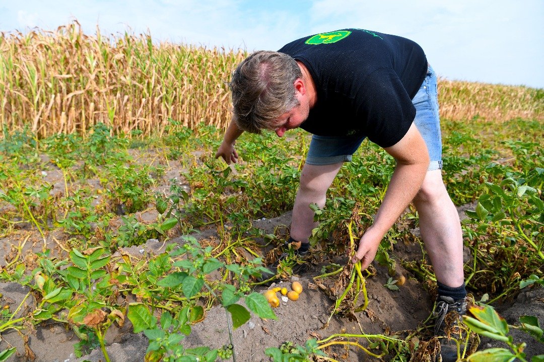 枯萎的向日葵、烧焦的麦田、矮小的玉米秆...德国北部的农田首当其冲地受到今年极端高温和降雨量创低纪录的影响。图为在遭遇乾旱的库克斯港，农民桑肯采集“营养不良”的马铃薯。