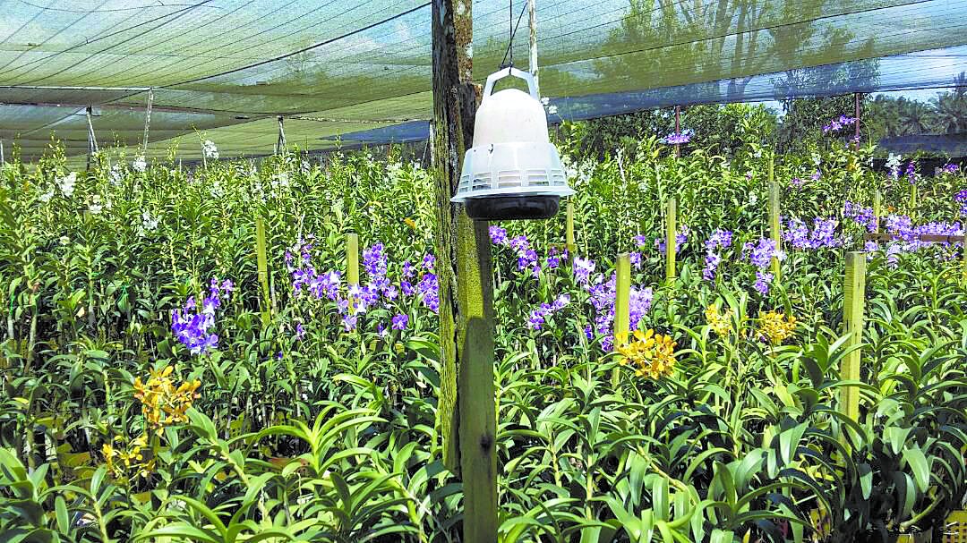 花卉种植业者将装有木醋液的罐 子挂在园圃内，达到驱虫效果。