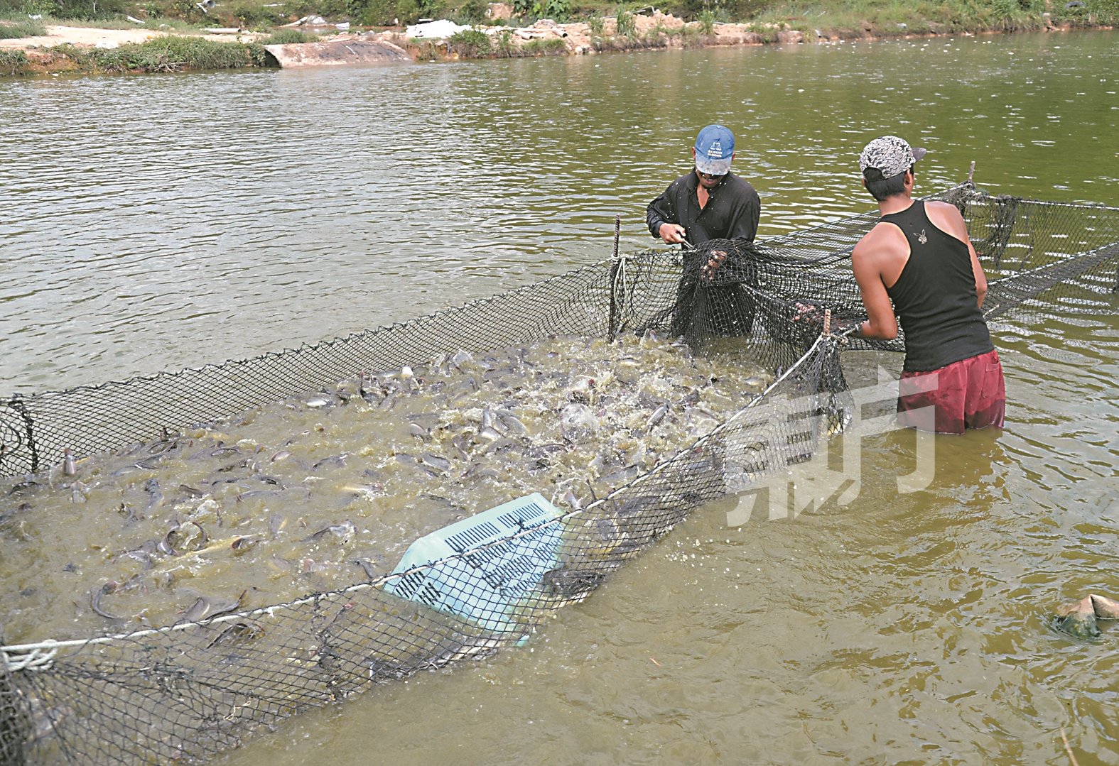 养殖场员工每天早上依据客户的需求（泥鳅体积大小），以围网方式挑出合适的泥鳅。