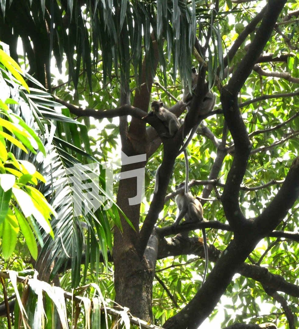 安邦美乐花园的一座公园已成为猴子的居住地甚至繁衍后代，为当地居民带来诸多不便。 （摄影：张真甄）
