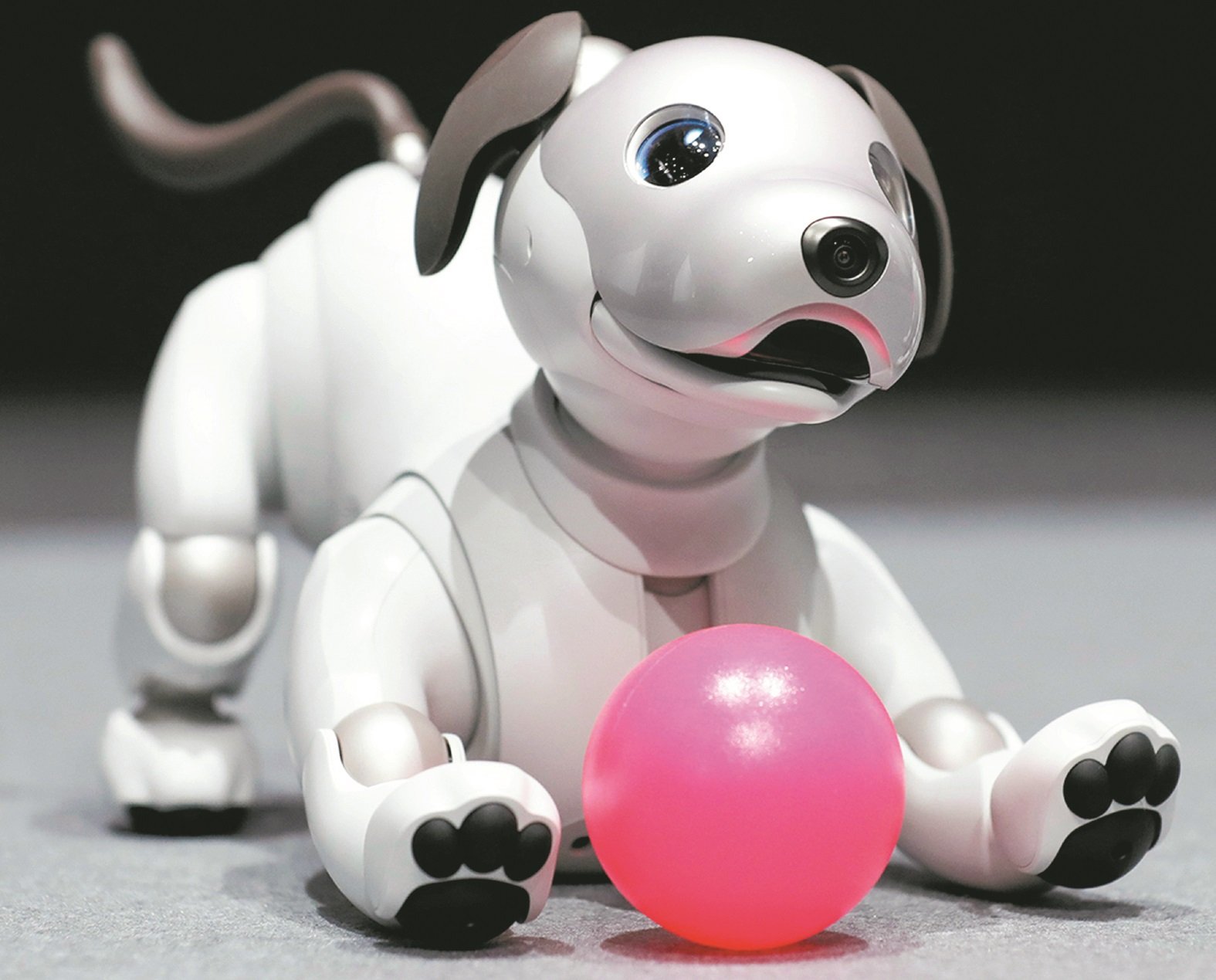 新一代Aibo机器狗能识别、解析图像及声音。图为一只Aibo机器狗正趴在地上玩球。