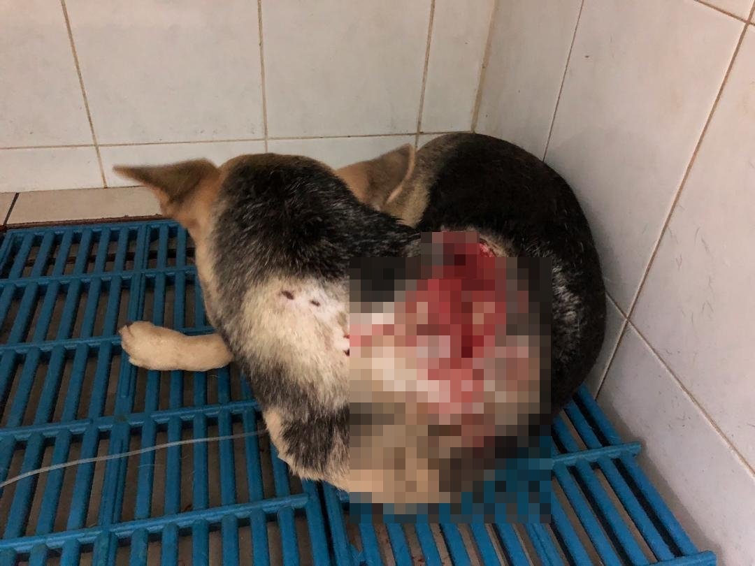 遭攻击的小狗铅弹布满全身，伤势严重。