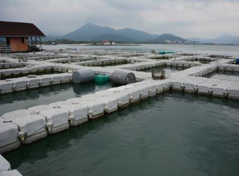 浮罗交怡孟胡鲁的饲养箱网鱼计划，被揭发有箱网却没有养鱼。