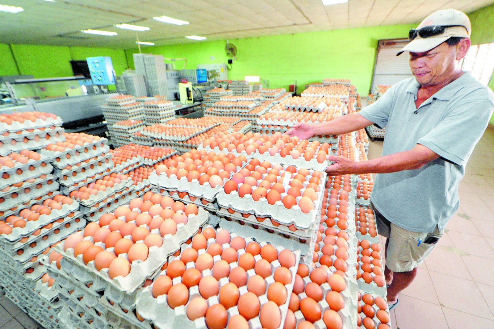 鸡蛋近期因农场供应下跌，以致价格上涨。 （档案照）