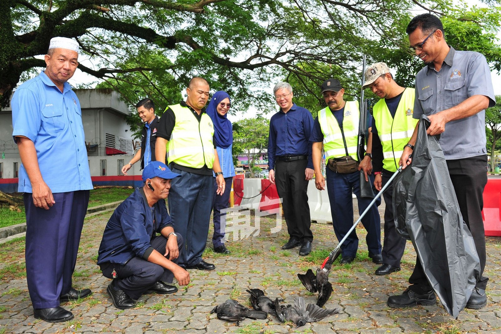 阿克玛（左4其）及新山市议员文新伟，在观察市政局官 员将一被射死的乌鸦尸体装进黑色塑胶袋。 （摄影：杨金森）