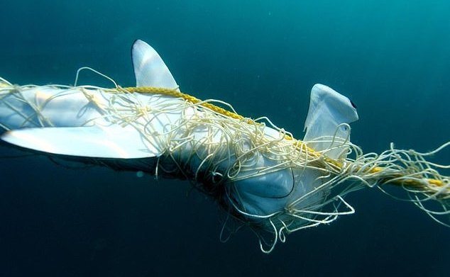 一头濒危的双髻鲨被澳洲当局设置在大堡礁的渔网缠住。