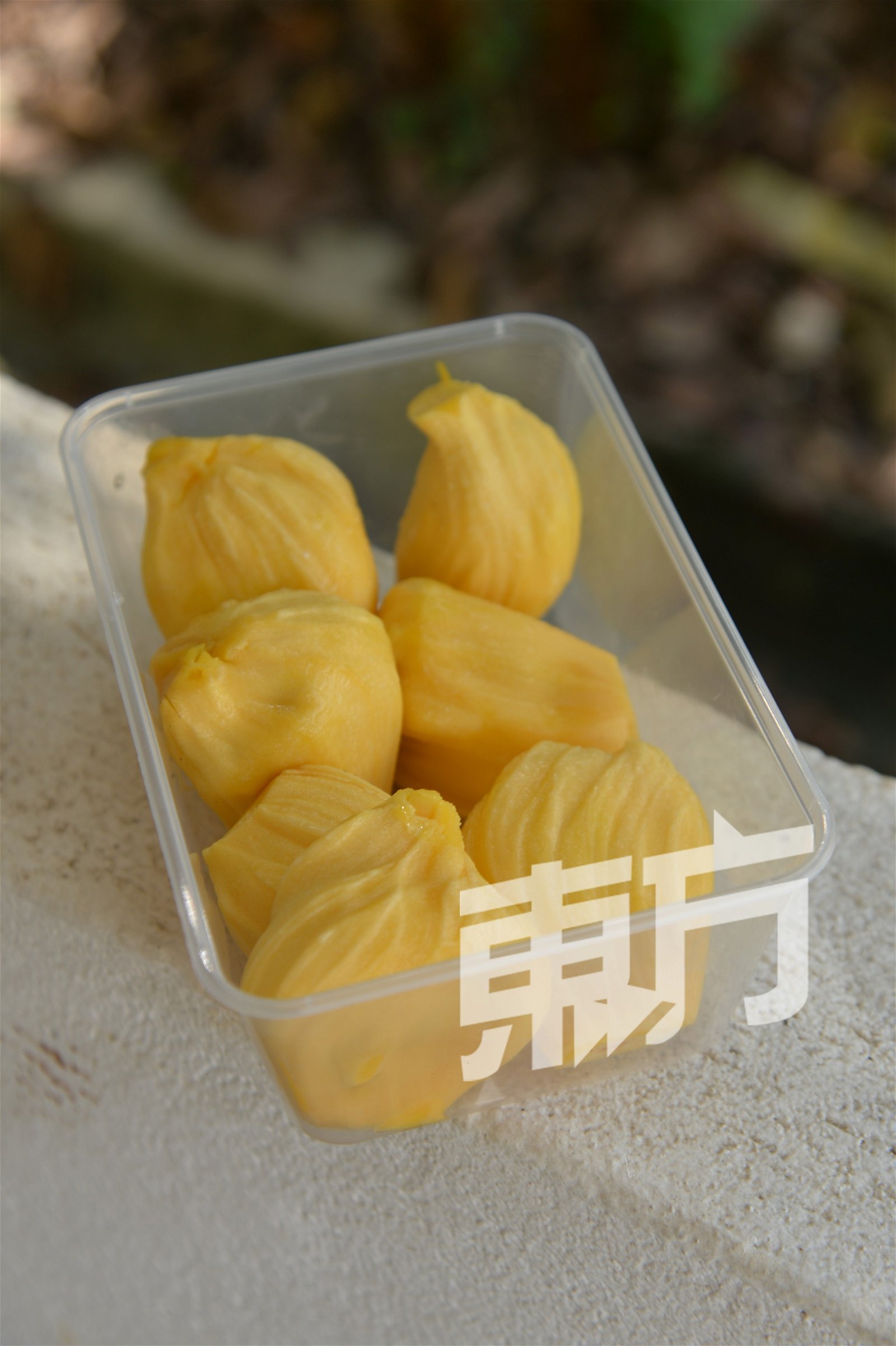 J33是众多菠萝蜜品种中的佳品。