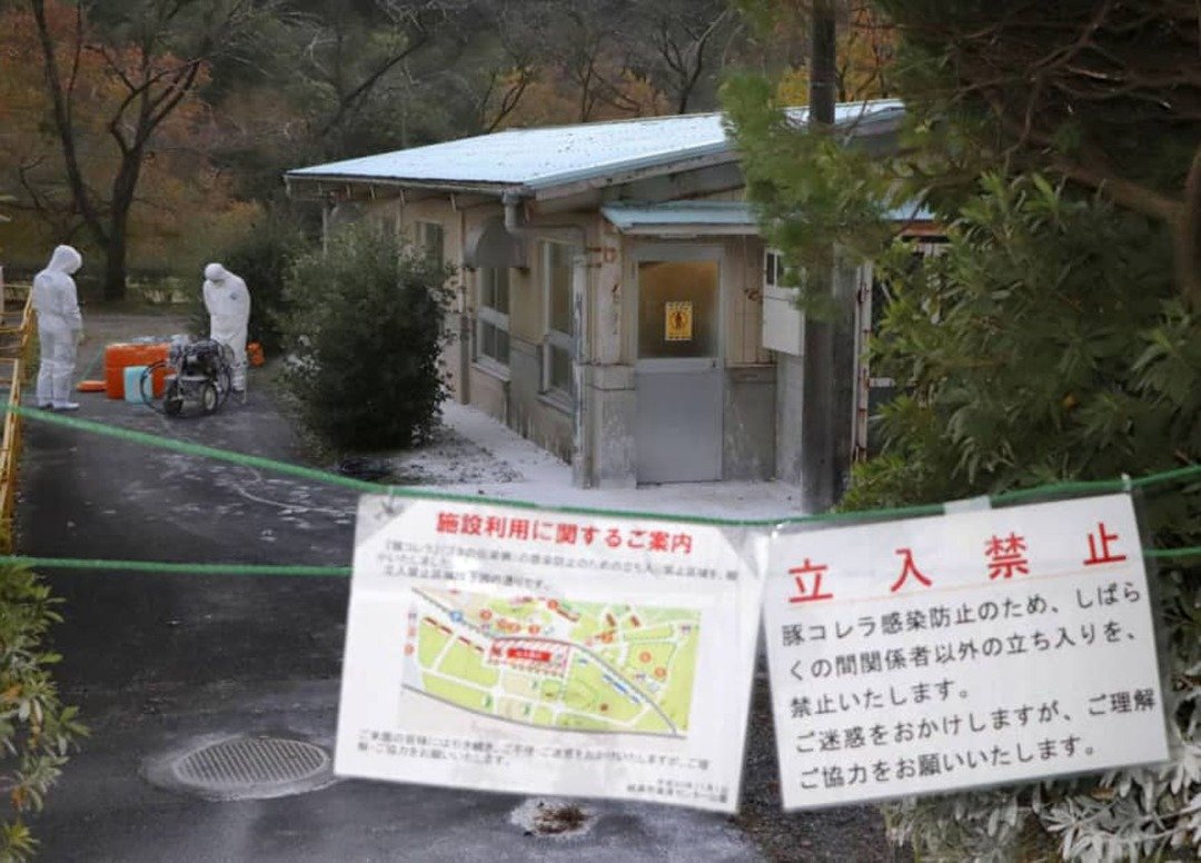 岐阜县当局封锁了当地一家养猪场，并下令猪场方圆10公里内所有农场即时停止出货猪只。防疫人员正忙于在该养猪场内进行消毒。