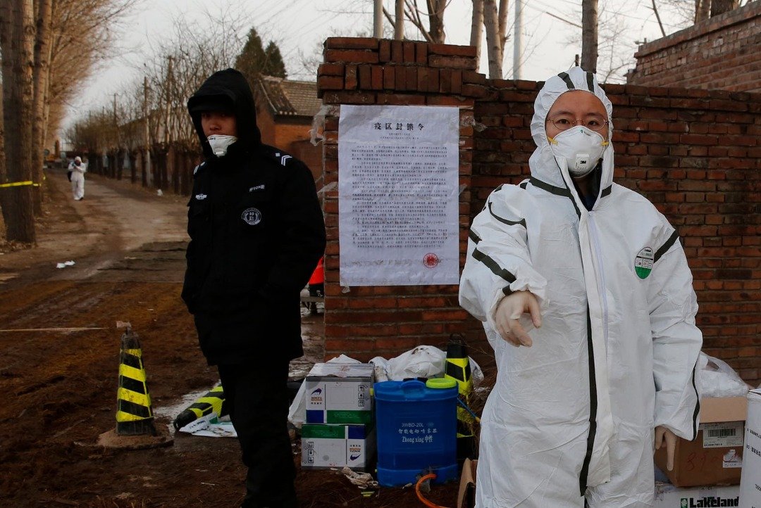 北京通州一家饲养9835只生猪的大型养猪场本月初有85只猪感染非洲猪瘟，其中17只死亡，当局赶紧派人前往扑杀及消毒，脸戴口罩的警察及防疫人员在现场紧张部署防疫工作。