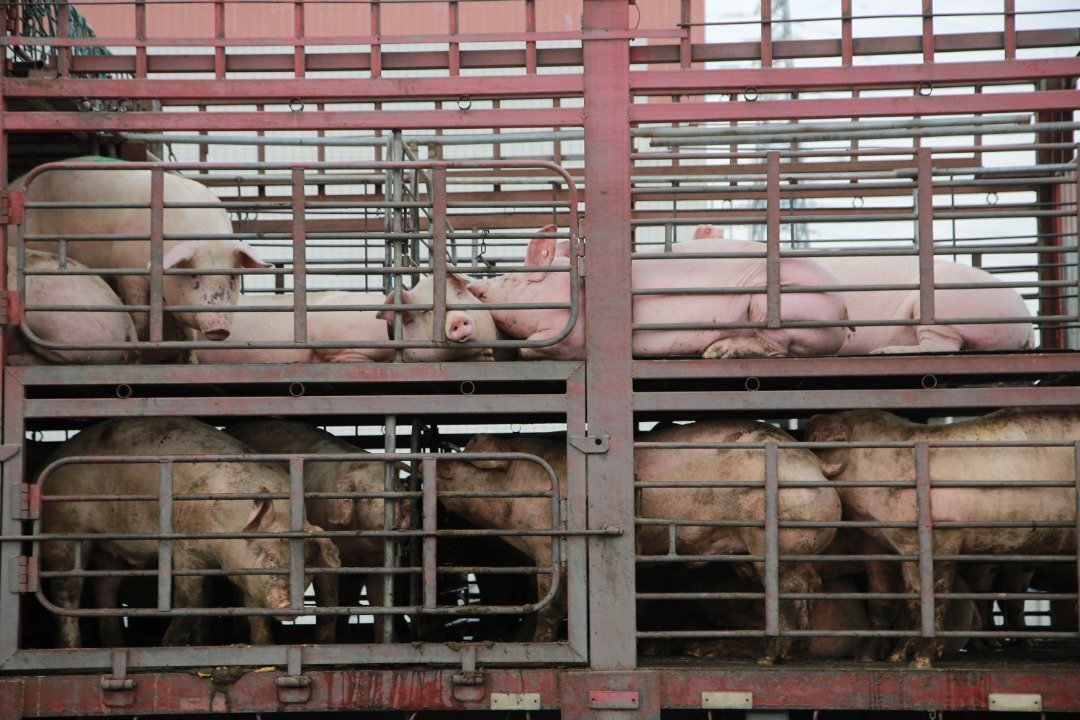 非洲猪瘟在中国持续肆虐，广东省一周内已有3个城市爆发疫情，深圳和东莞都已停止供应新鲜猪肉，不少粤式餐厅遭受波及。目前广州、珠海、中山、河源及惠州等地18个养猪场皆已停止供应活猪到香港。
