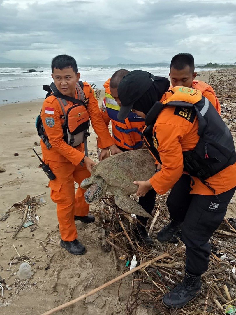 印尼救援队在海啸灾区成堆的海洋垃圾中，救出一只濒临绝种的巨型海龟，4名救援人员费力将它从垃圾堆放回海中。