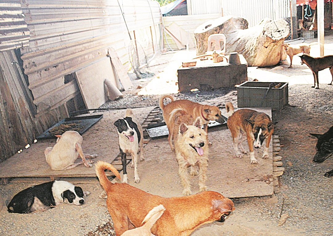 哈丽扎延续已故丈夫的意志，继续照料收留所的猫狗，目前已收养多达600只流浪狗和200只流浪猫。