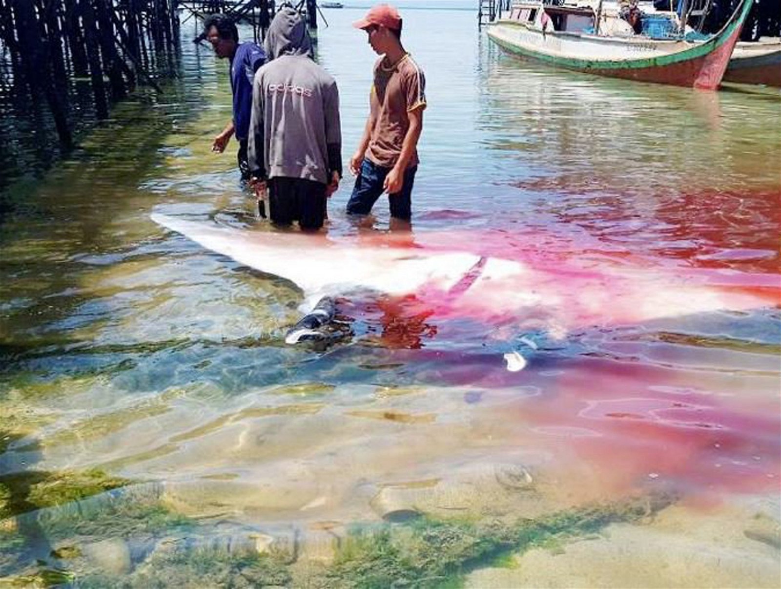 沙巴护鲨协会发布图片显示，渔夫捕杀鬼蝠𫚉后，在水中将其分割。