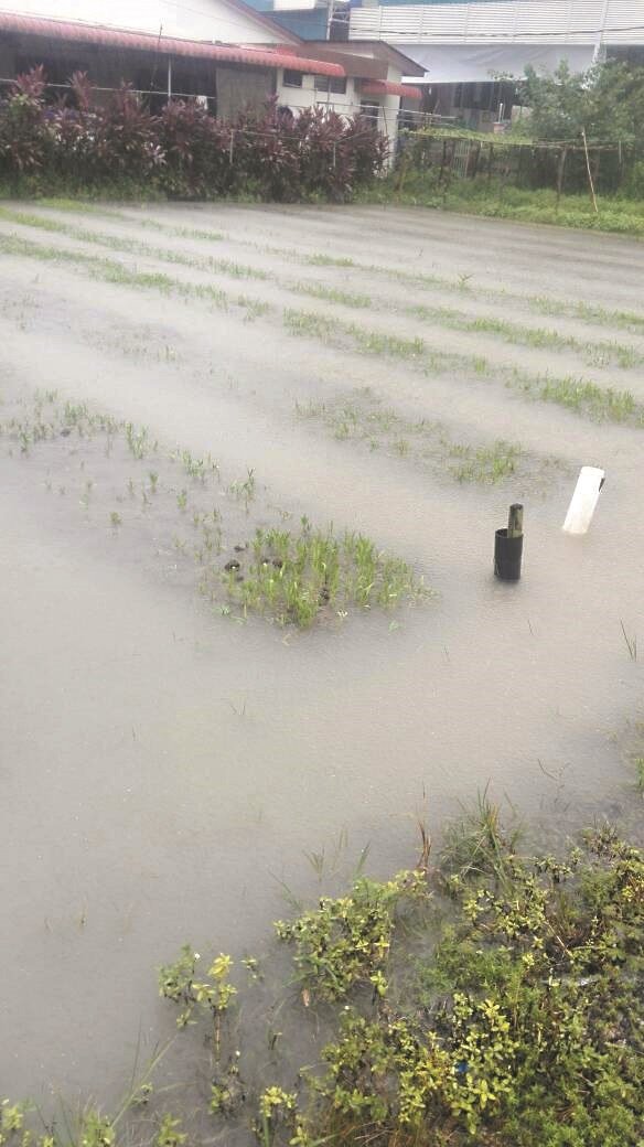 大水灾后，李水槟菜园的蔬菜被淹没在一片汪洋中。