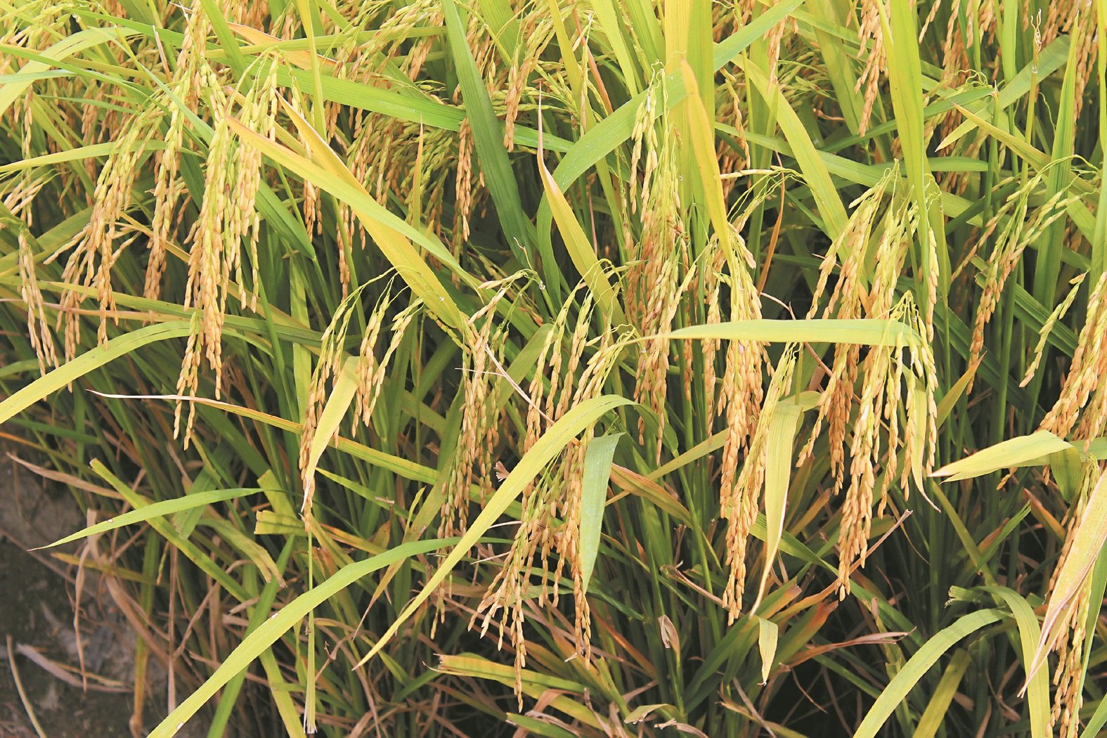 为了避免近乎成熟的稻米被突如其来的水灾或雨季而影响其产量，一些农夫被迫提早收割。