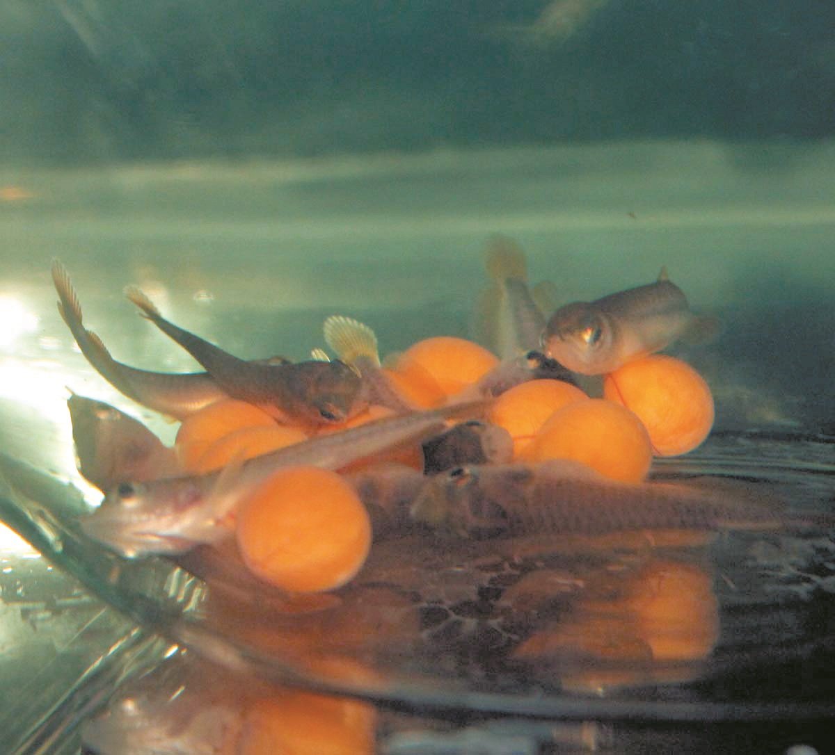 鱼苗采出时，尚可看到幼鱼身与圆卵结合的模样，但约5周后，圆卵形就会消失，小鱼形状完整，可自由游动。