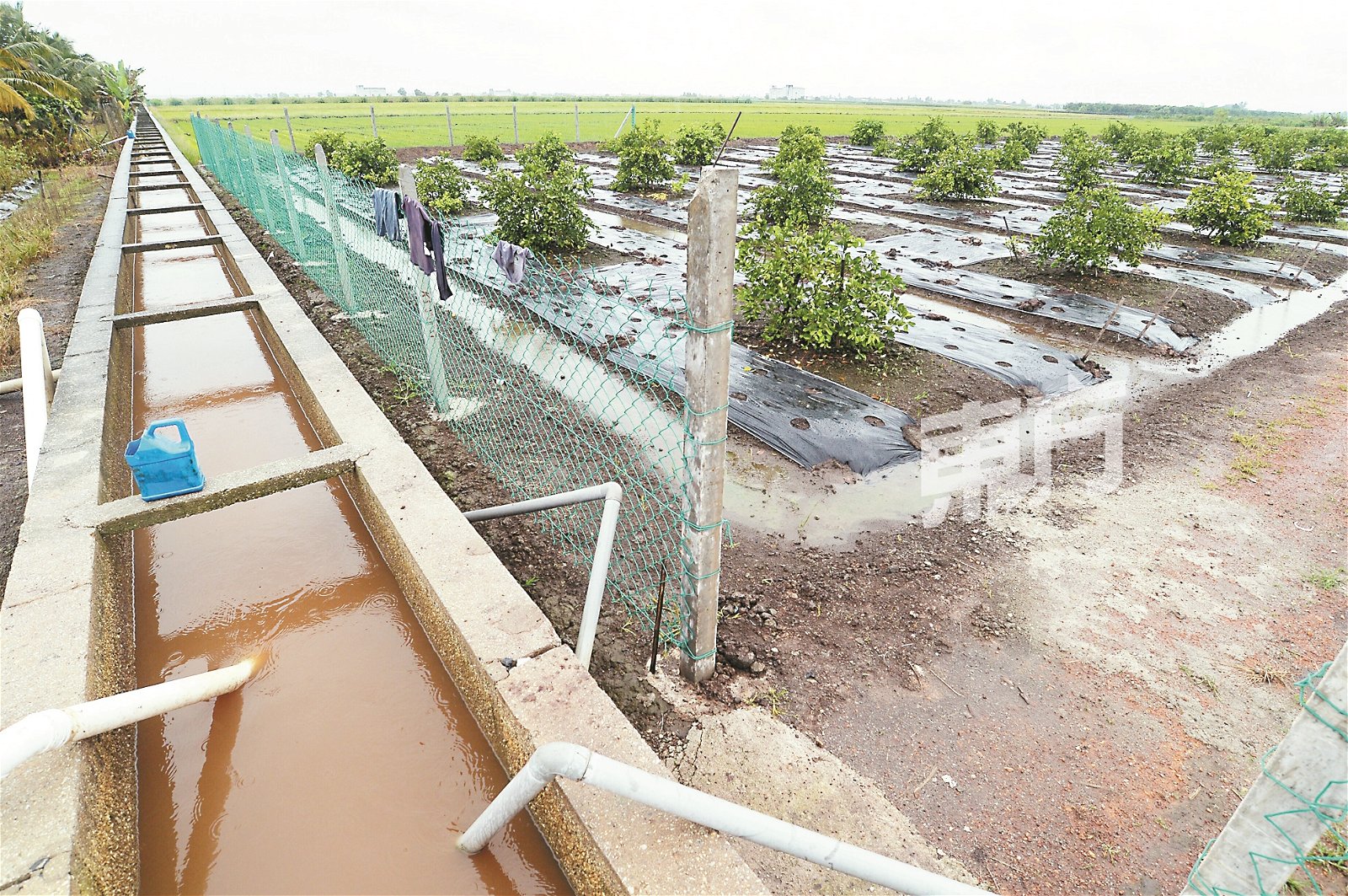 遇上旱季，何世平会抽取适耕庄灰沟的流水，为酸柑树浇水。
