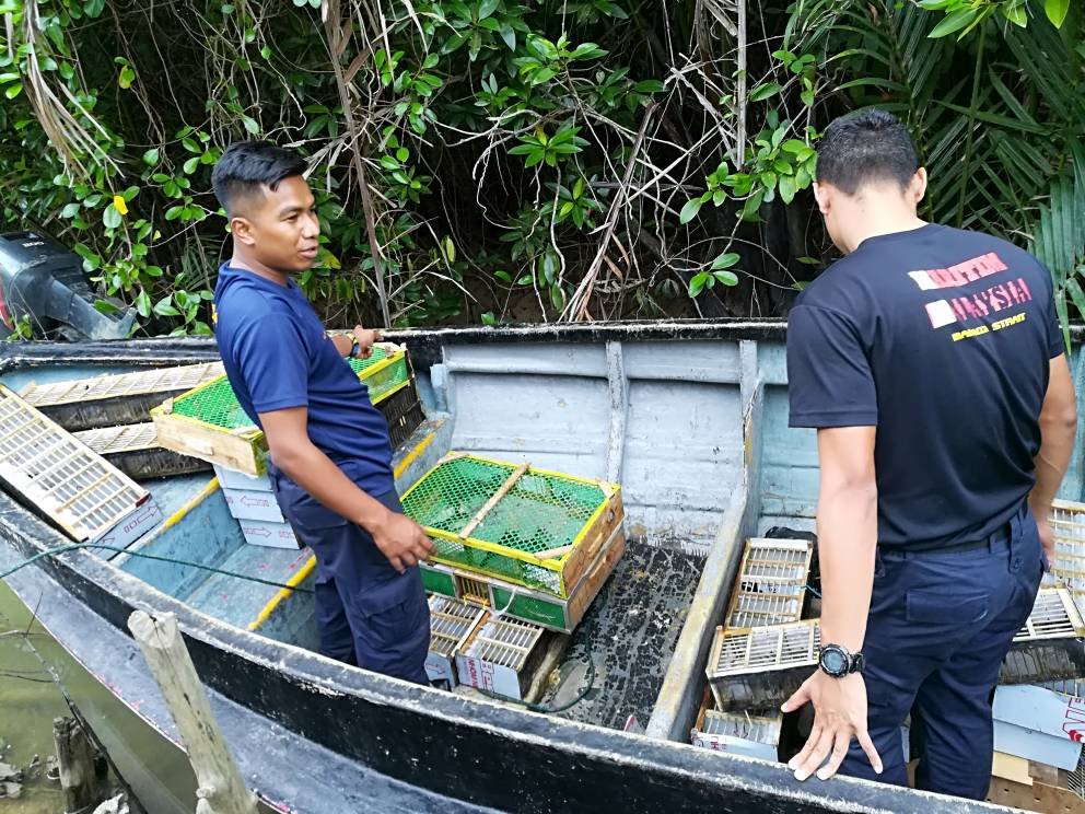 执法人员成功打捞到279只歌百灵鸟，只有3只侥幸生还。