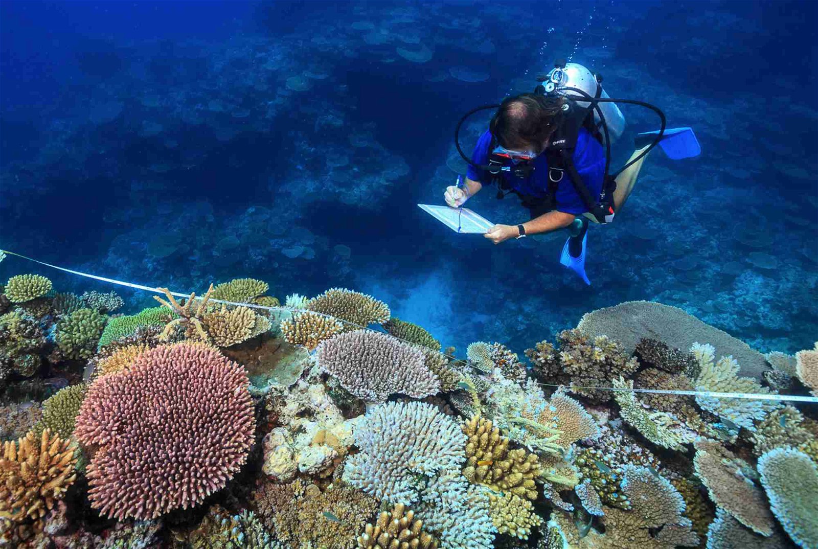 大堡礁珊瑚