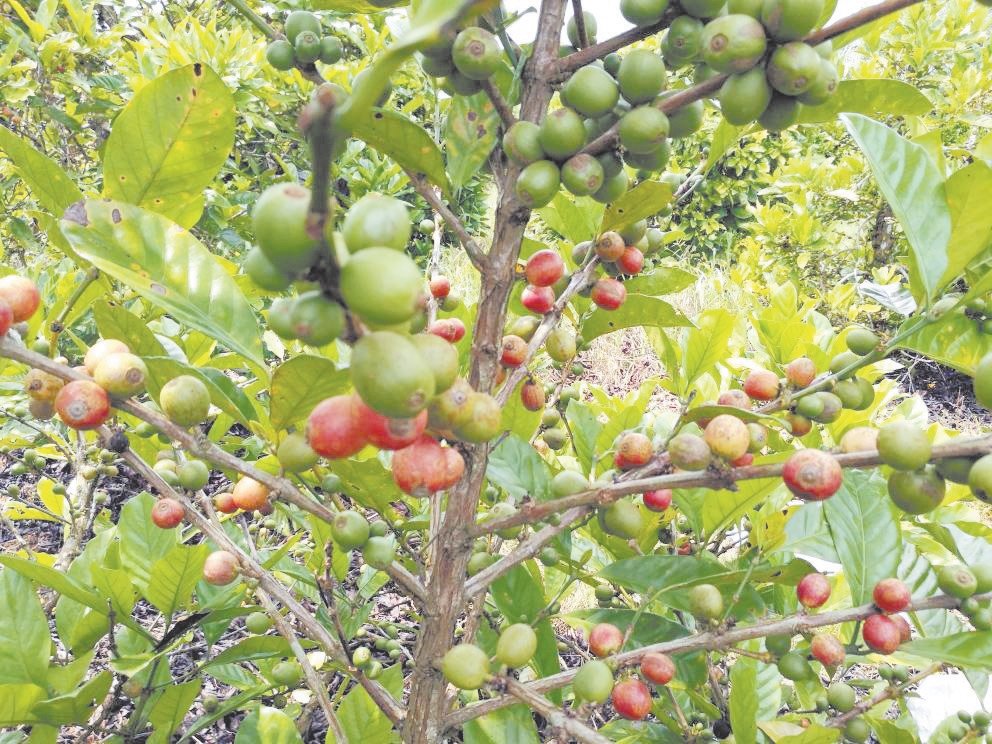 我国的“赖比瑞亚”咖啡豆因收购价低廉、人力成本上扬，种植面积正逐步缩小。