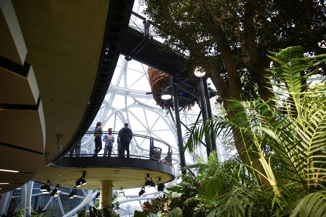 亚马逊员工及游客置身种满4万株、400种植物的“生态圈”玻璃球体内，仿如走入丛林中。