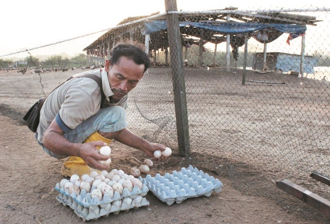 养鸭场的员工每日清晨就会开始捡拾蛋鸭产在各个角落的鸭蛋。