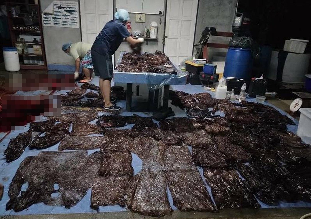 领航鲸死后，研究人员为它进行解剖寻找死因，竟在它的胃里挖出80个塑料袋。工作人员将领航鲸吞进肚里的塑胶袋铺在地上，场面骇人。