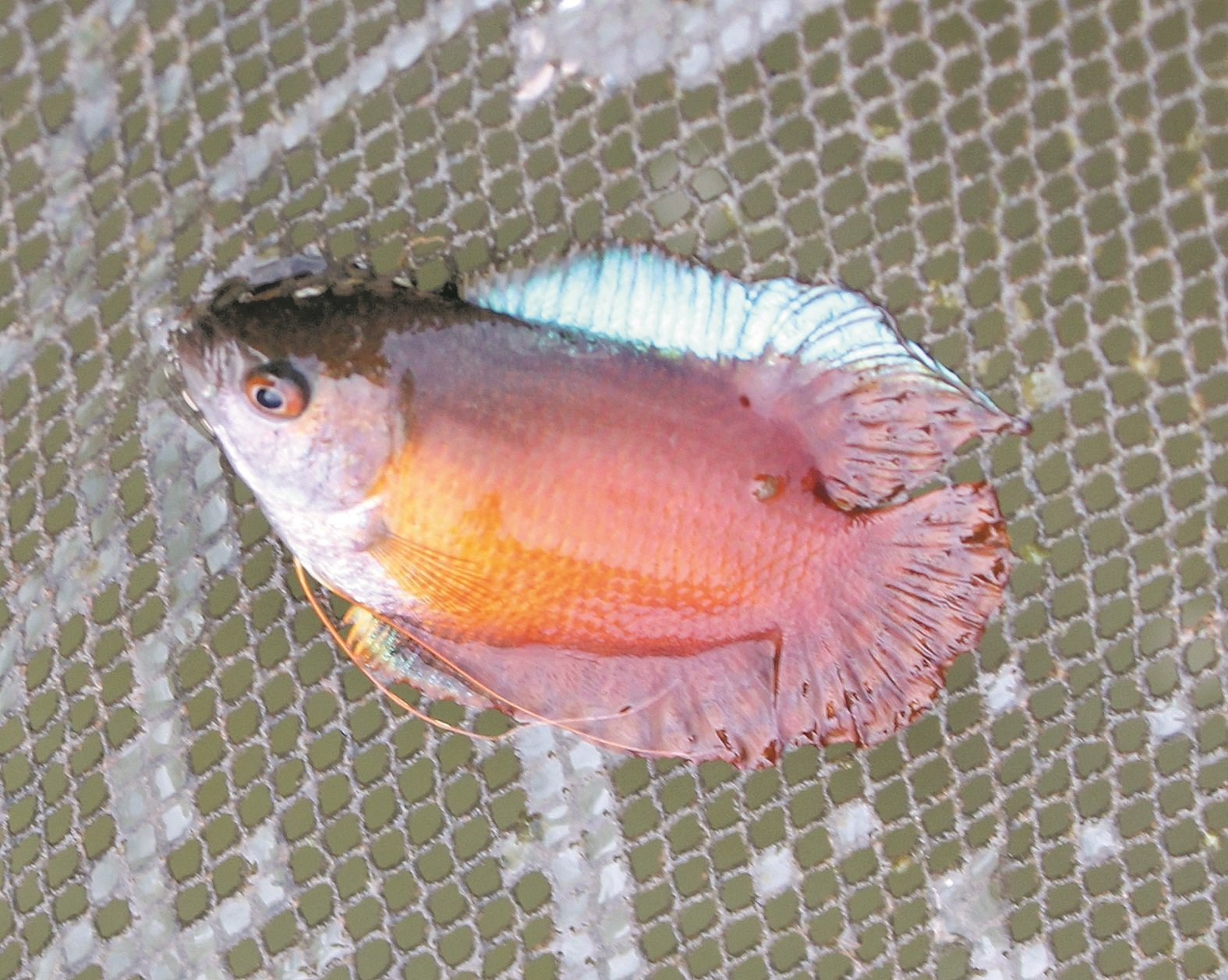 红色的血丽丽是原生鱼种，并在90年代引进拉湾古打饲养。