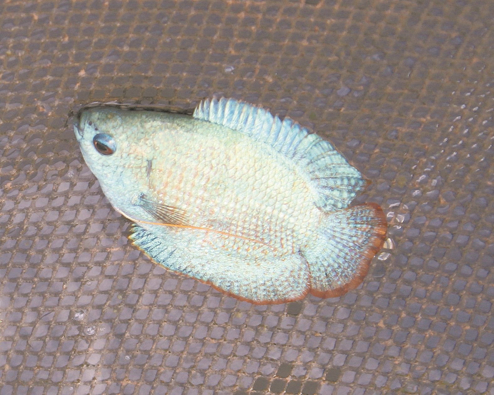 由拉湾古打养殖业者培育出的蓝丽丽，售价比原生鱼种的血电光及血丽丽还要高。