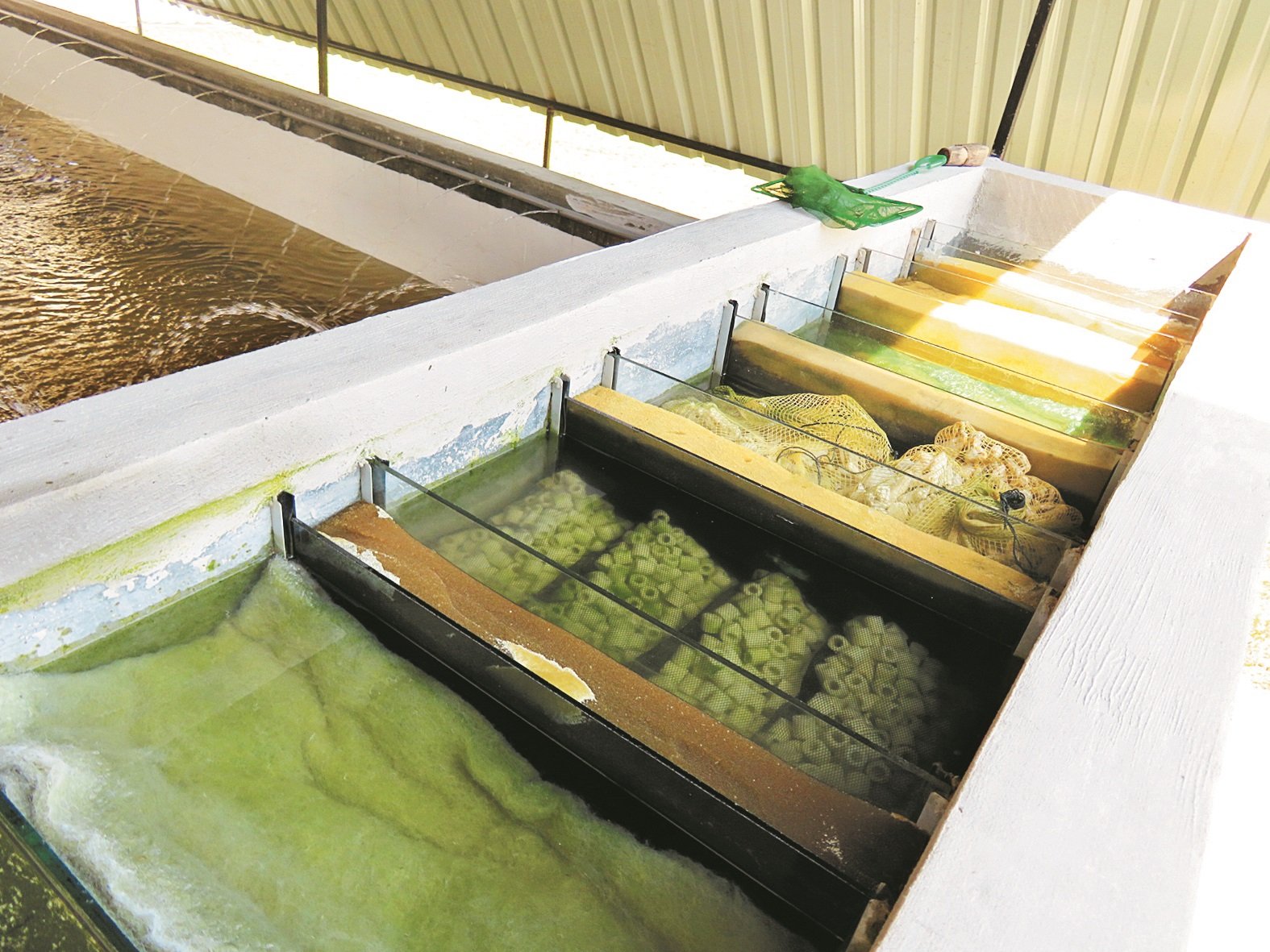 为保持水质的干净，黄文升采用传统棉花过滤水外，也使用水源过滤器，双重过滤养殖鲈鱼的水。