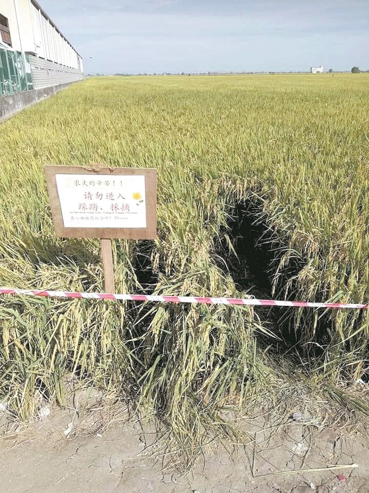 尽管已设立告示牌或围起警戒线，提醒游客勿走入稻田内，但仍有游客视而不见，导致稻田出现一个洞。