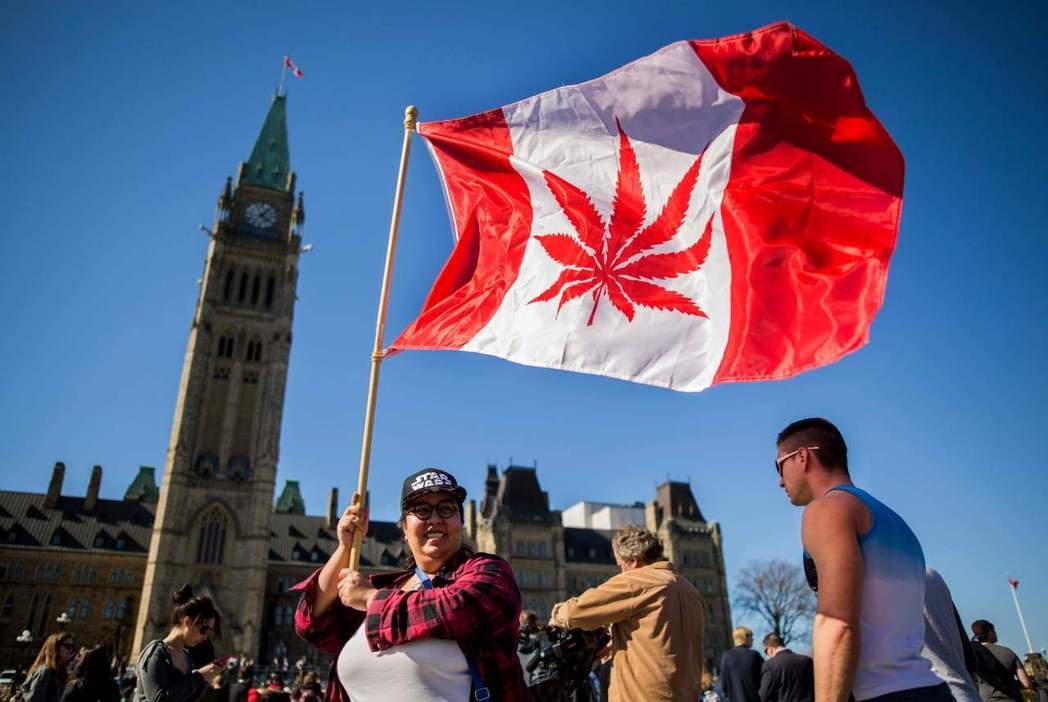 图为一名妇女挥舞著大麻旗帜，她将加拿大国旗上的枫叶改成大麻叶。法新社