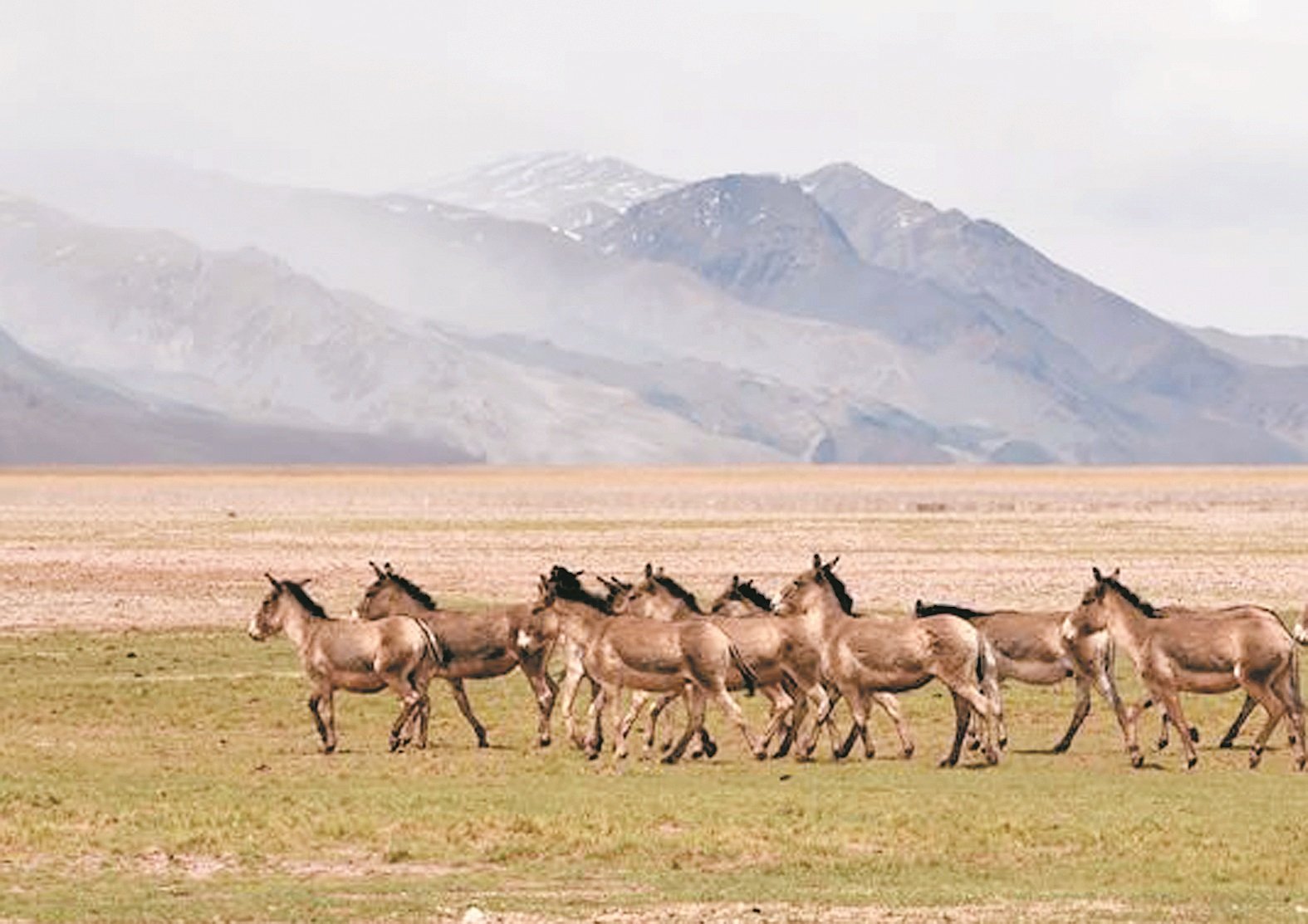荣玛乡地处羌塘高原大湖盆地带，属于羌塘国家级自然保护区缓冲区，是藏羚羊等野生动物迁徙活动的重要区域。这是一群藏野驴在荣玛乡觅食。