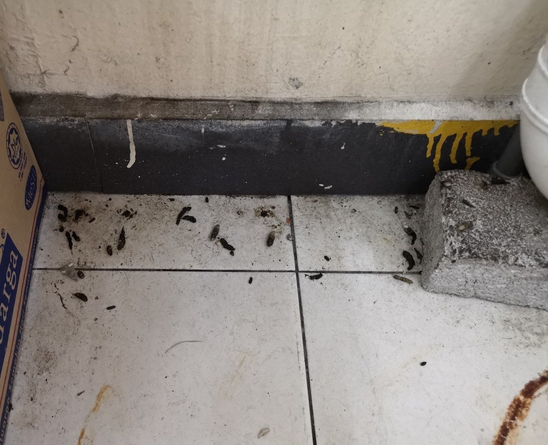 孟加拉店内地上四处都是老鼠屎，其中洗手盆下放更是积著大量老鼠屎。